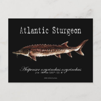 Carte postale de l'esturgeon noir de l'Atlantique