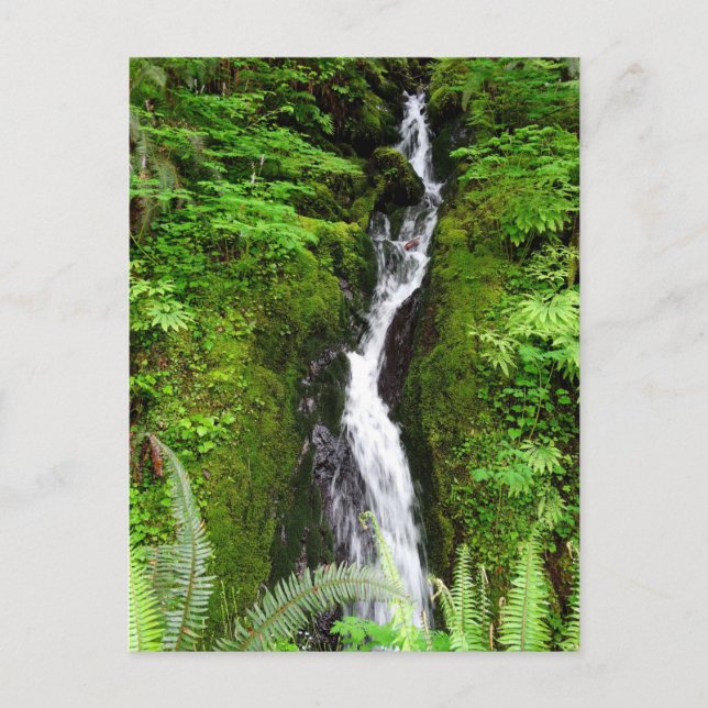 Carte postale de l'État de Washington : Quinault R (Devant)