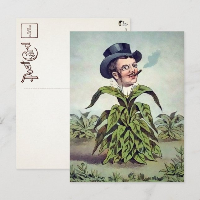 Carte postale de l'homme à la plante victorien  (Devant / Derrière)