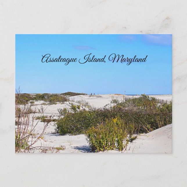 Carte postale de l'île d'Assateague (Devant)