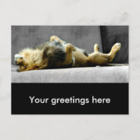 Carte postale de lion dormant