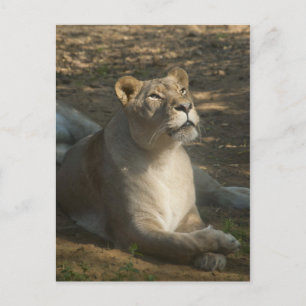 Carte postale de lionne