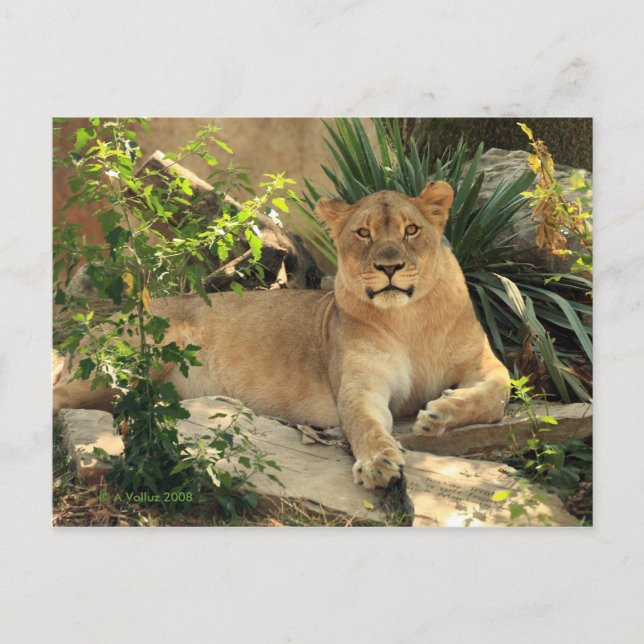 Carte postale de lionne (Devant)