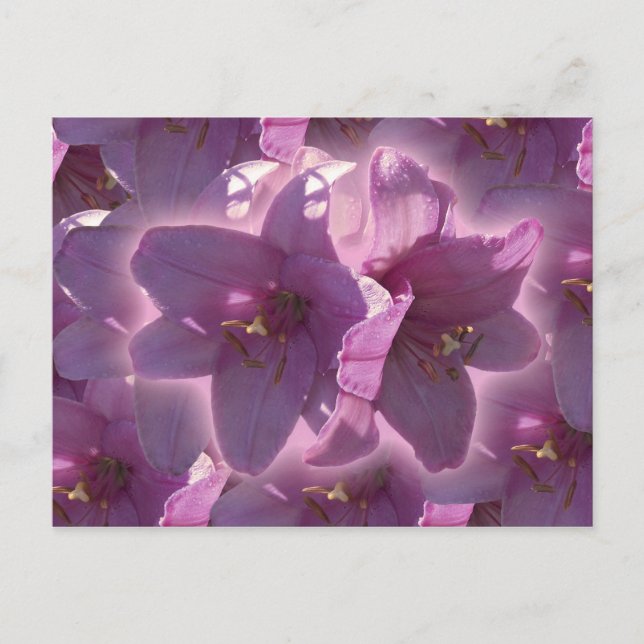 Carte postale de lis (Devant)