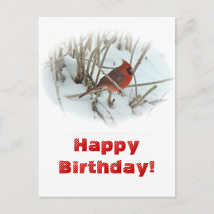 Carte postale de l'oiseau chanteur cardinal de l'E