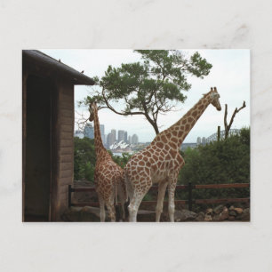 Carte postale de l'Opéra de Sydney