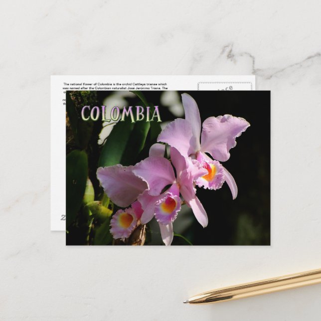Carte postale de l'orchidée de Cattleya (Devant/Arrière en situation)