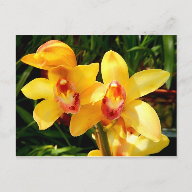 Carte postale de l'orchidée jaune (Devant)