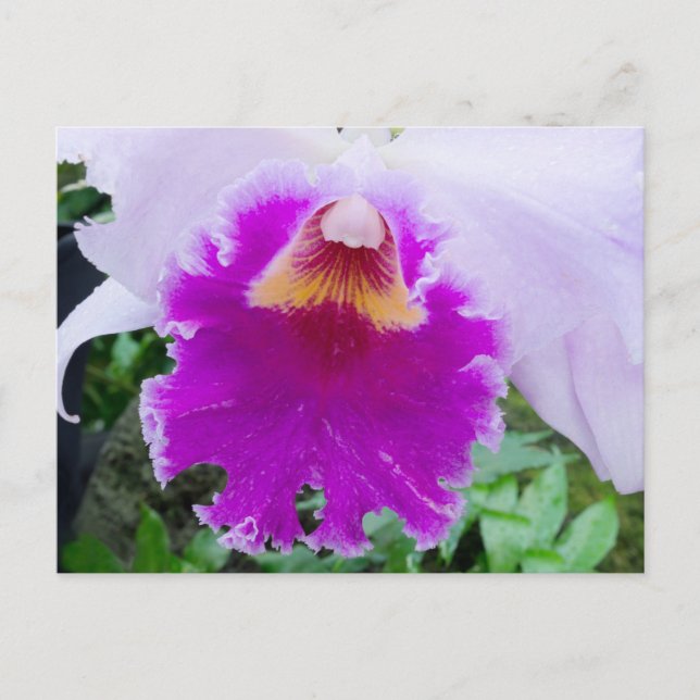 Carte postale de l'orchidée violette en fleurs (Devant)