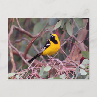 Carte postale de l'oriole