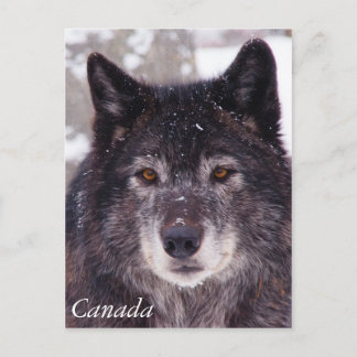 Carte postale de loup noir - Canada