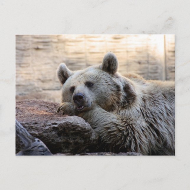 Carte postale de l'ours (Devant)