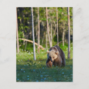 Carte postale de l'ours brun