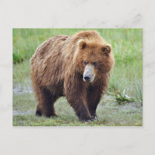 Carte postale de l'ours grizzli