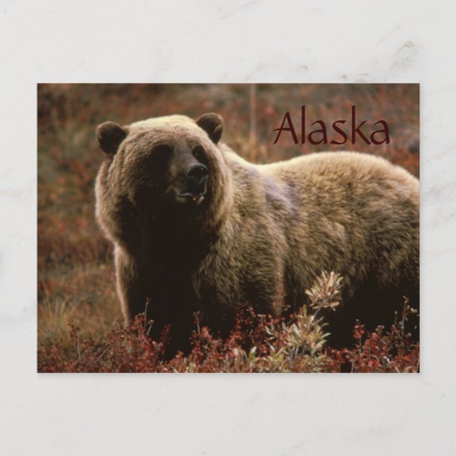 Carte postale de l'ours grizzli d'Alaska (Devant)