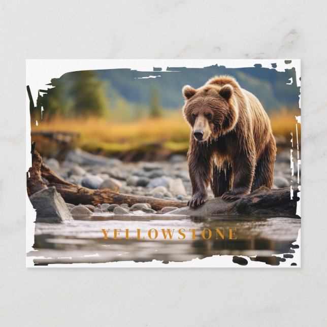 Carte postale de l'ours grizzli de Yellowstone (Devant)