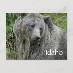 Carte postale de l'ours grizzli d'Idaho