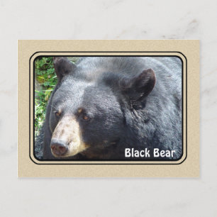 Carte postale de l'ours noir