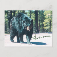 Carte postale de l'ours noir