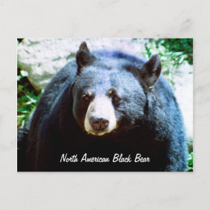 Carte postale de l'ours noir nord-américain