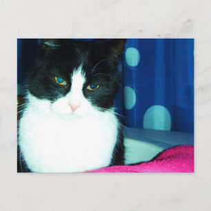 Carte postale de lueur de chat de Kitty