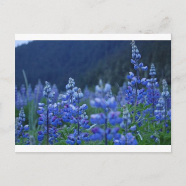 carte postale de lupin (Devant)