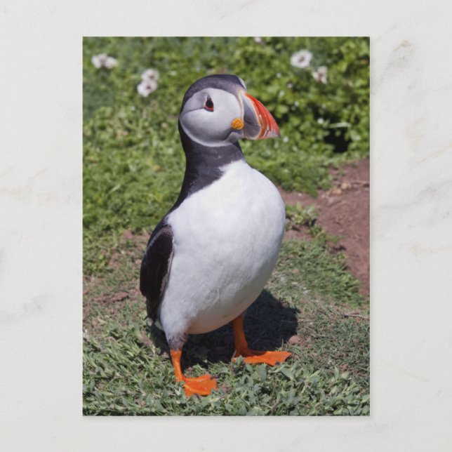 Carte postale de macareux (Devant)