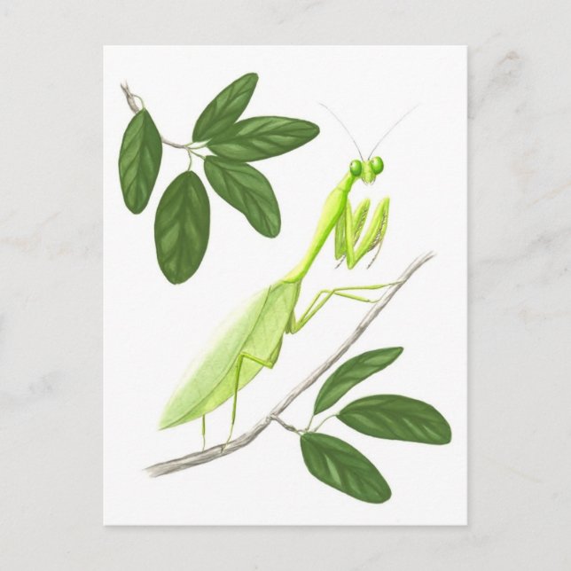 Carte postale de Mantis (Devant)