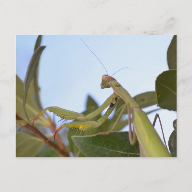 Carte postale de Mantis Insect (Devant)