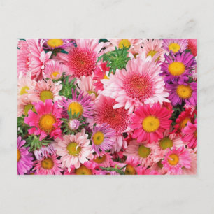 Carte postale de marais roses