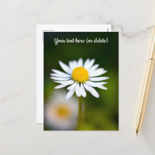 Carte postale de marguerite