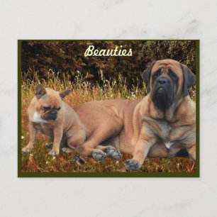 Carte postale de Mastiff avec Bouledogue Français