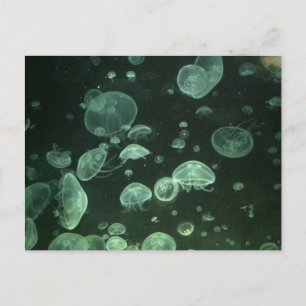 Carte postale de méduse
