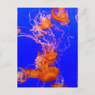 Carte postale de méduse orange   Art de l'océan bl