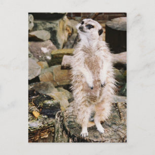 Carte postale de Meerkat