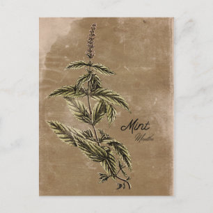 Carte postale de menthe à l'herbe de style vintage