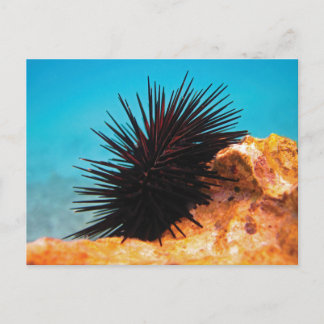 Carte Postale ​ de mer ​ oursin