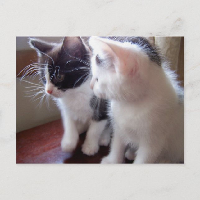 carte postale de minous de bébé (Devant)