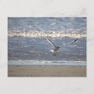 Carte postale de mouette en vol