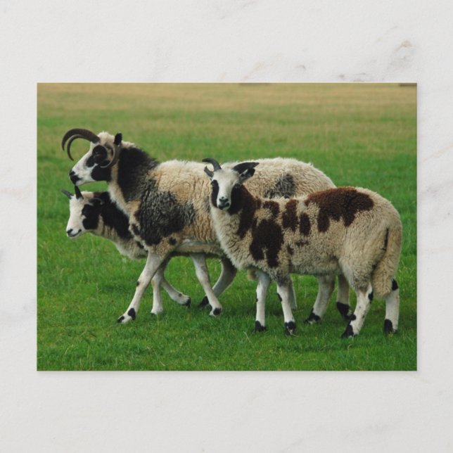 Carte postale de mouton à quatre cornes (Devant)