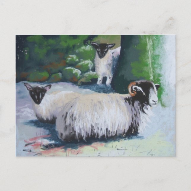 Carte postale de mouton de protection (Devant)