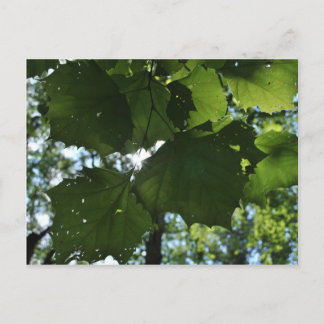 Carte postale de nature régulière