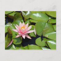 Carte postale de nénuphar rose