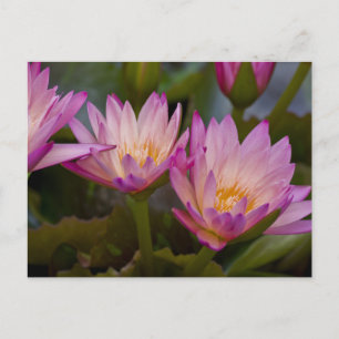 Carte postale de nénuphars rose pourpre