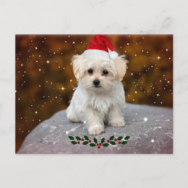 Carte postale de Noël avec photo de Maltais (Devant)