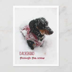 Carte Postale De Noël - Dachshund À Travers La Nei