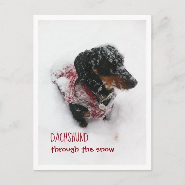 Carte Postale De Noël - Dachshund À Travers La Nei (Devant)