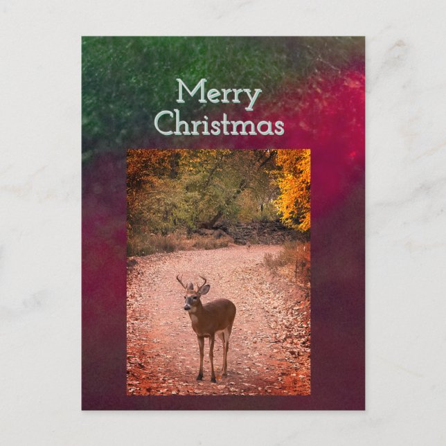 Carte postale de Noël de cerfs (Devant)