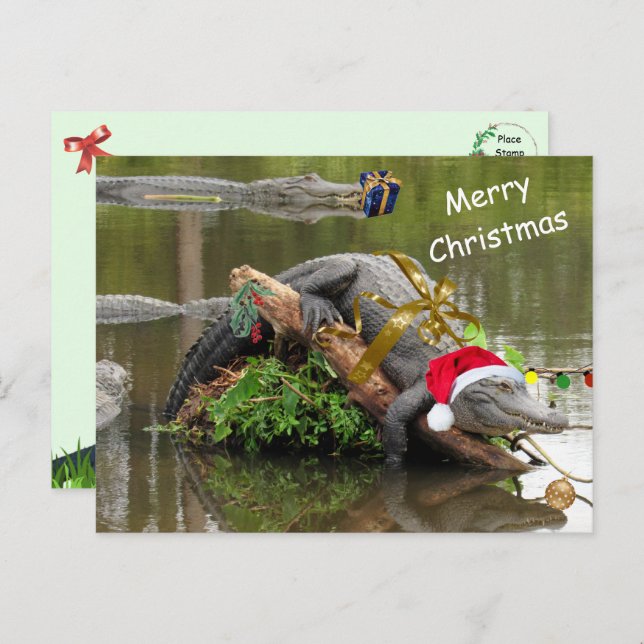 Carte postale de Noël de l'Alligator américain (Devant / Derrière)