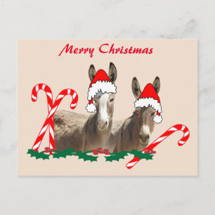 Carte postale de Noël, faune, ânes, carte postale